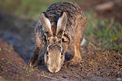 Feldhase - Zum Vergroessern klicken!